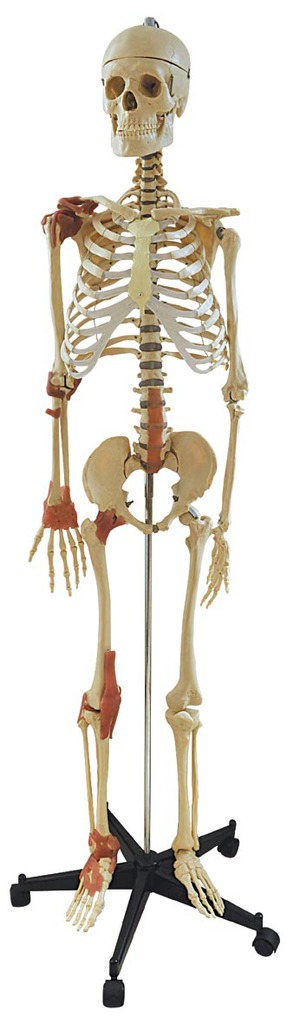 醫學教學系統解剖學LM1004 人體骨骼附關節韌帶模型    運動系統工廠,批發,進口,代購