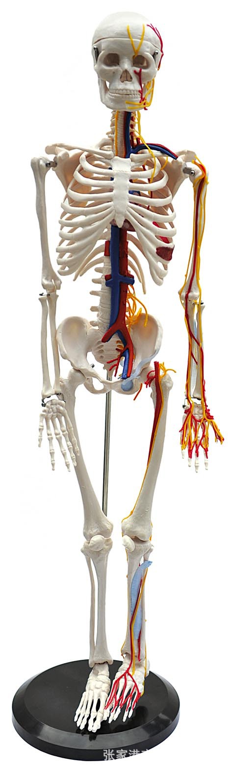 醫學系統解剖學LM1007 人體全身骨骼附主要動脈和神經分佈模型工廠,批發,進口,代購