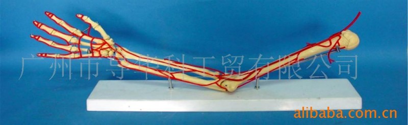 GD0330A007手臂骨附主神經血管模型工廠,批發,進口,代購
