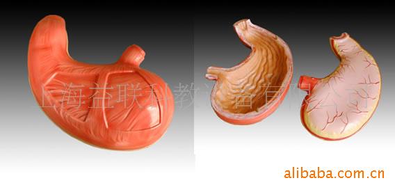 胃解剖模型(圖)/人體解剖模型/醫學教學模型-專業生產商工廠,批發,進口,代購