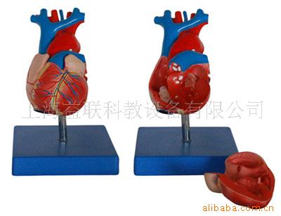 自然大心臟解剖模型/人體解剖模型/醫學教學模型工廠,批發,進口,代購
