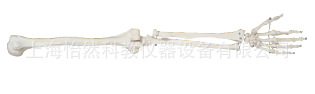 自然大上肢模型上肢骨骼模型教學模型工廠,批發,進口,代購