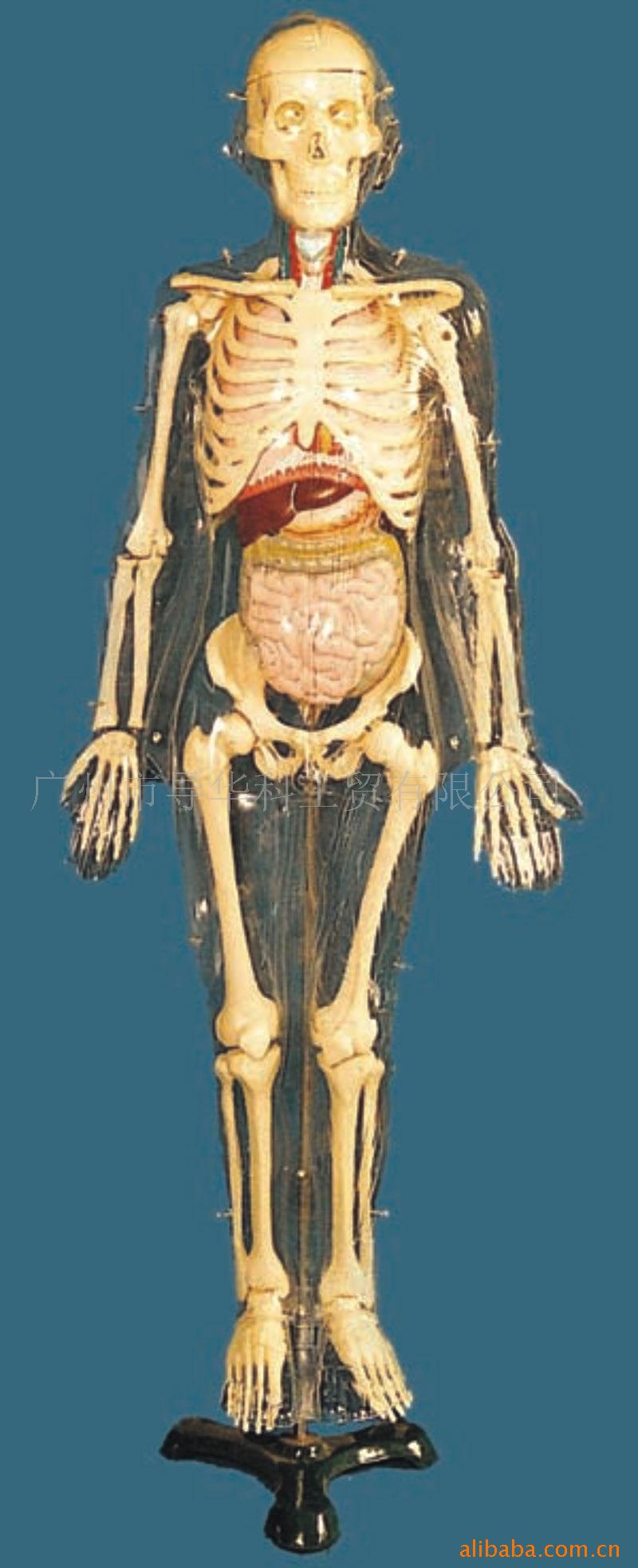 GD0110M002 85透明可見內臟人體骨骼模型工廠,批發,進口,代購