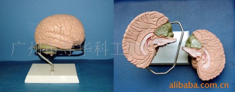 GD0302A070大腦解剖色分示功能模型工廠,批發,進口,代購