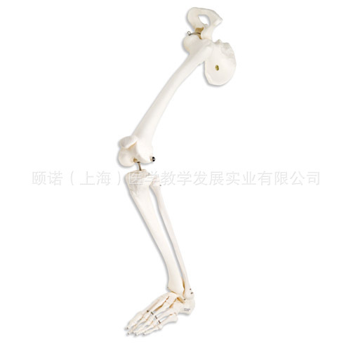 帶髖骨的左腿骨胳模型骨骼模型工廠,批發,進口,代購