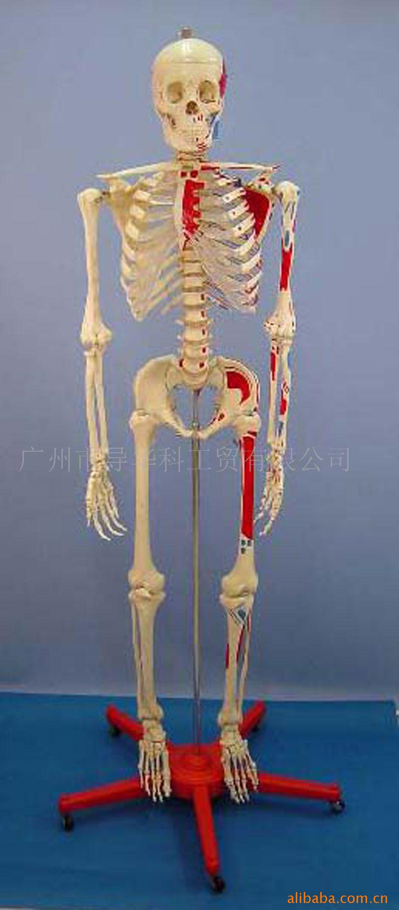 GD0102C020 168透胸半色肌人體骨骼模型工廠,批發,進口,代購