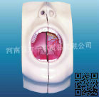 口腔模型（￥：260元）人體骨骼模型/人體解剖模型*河南百方千草工廠,批發,進口,代購