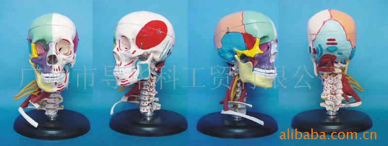 GD0130B029-168公分成人頭骨帶肌肉神經工廠,批發,進口,代購