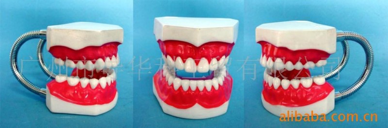 GD0312E002中小型無牙縫固定牙護理牙模型工廠,批發,進口,代購