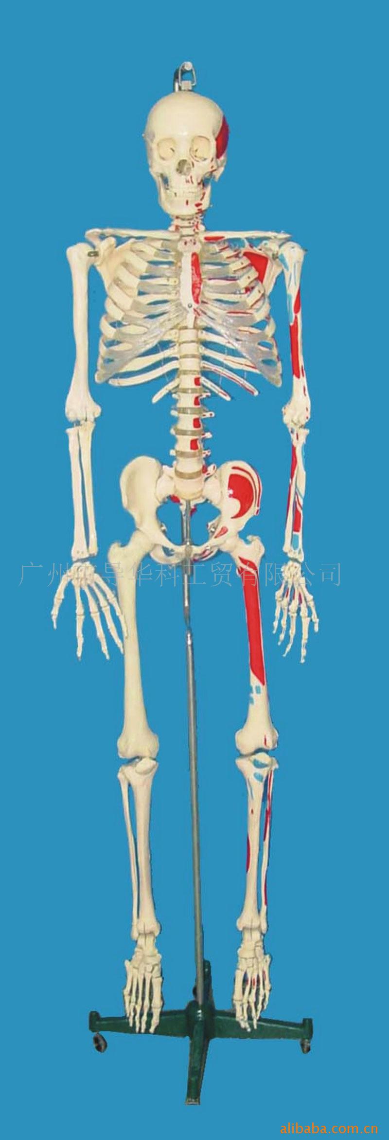 GD0102C023 168硬脊椎人體骨骼模型工廠,批發,進口,代購