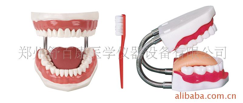 舒百康品牌 SBK/H800高級牙護理保健模型/牙護理模型工廠,批發,進口,代購