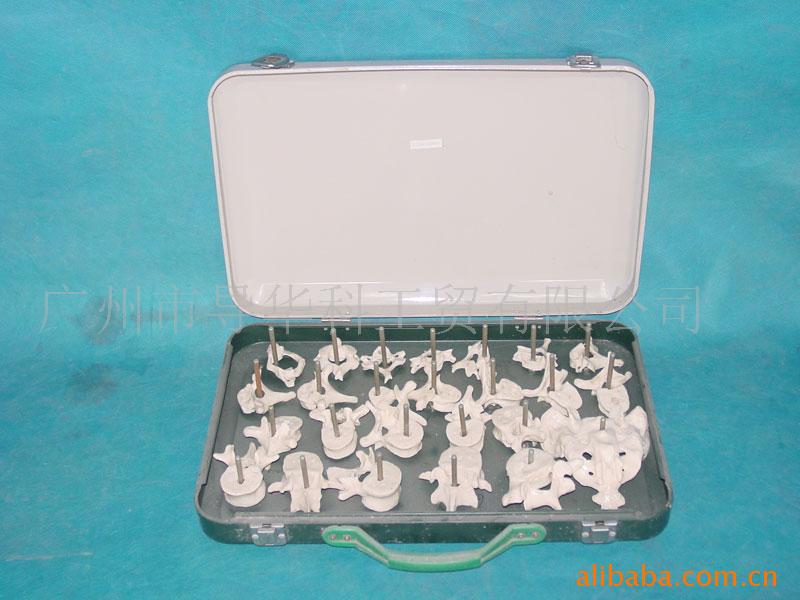 GD0141D000-168公分成人脊椎散骨模型批發・進口・工廠・代買・代購