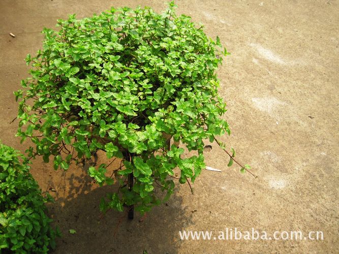 生產廠傢供應鍍鉻網片、不銹鋼網架、烤架、花盤架，鐵線工藝製品工廠,批發,進口,代購