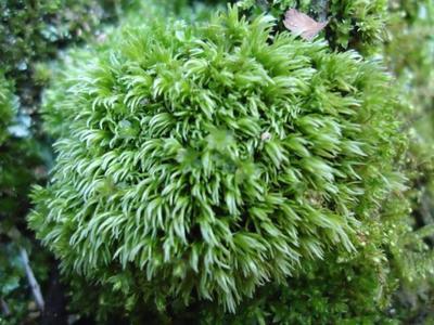 星星苔蘚微景觀瓶 假山生態瓶裝飾青苔 鋪盆麵草植物工廠,批發,進口,代購