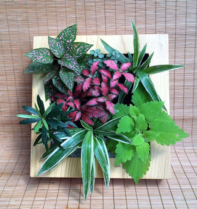 裝飾壁掛植物相框 優質營養生物炭泥花盆植物 廠傢直銷批發工廠,批發,進口,代購