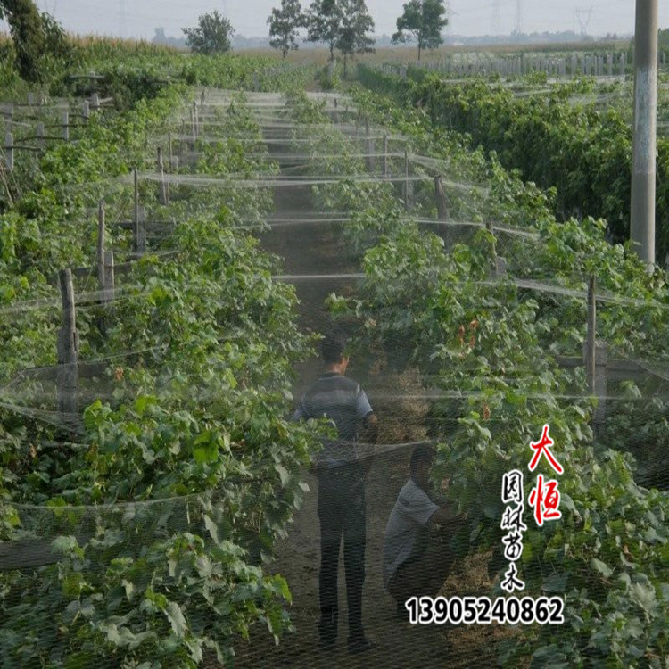 白色透明防鳥網 果園防鳥網 效果明顯 防鳥必備批發・進口・工廠・代買・代購