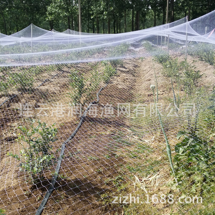 廠傢直銷特價批發優質葡萄園防鳥網 防麻雀 量大優惠全國聯保工廠,批發,進口,代購