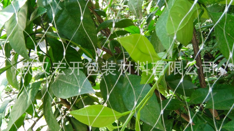 大棚葡萄種植專用防鳥網工廠,批發,進口,代購