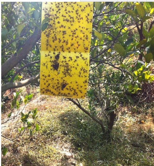 果園專用果實蠅黏板 瓜果實蠅板 大棚 果蔬 防梨莖蜂 黃板防水工廠,批發,進口,代購