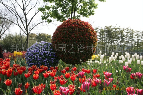 立體景觀花球價格 立體景觀花球廠傢 立體景觀花球批發 立體花球工廠,批發,進口,代購