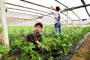 農業蔬菜專用高溫蔬菜大棚吊繩，大棚專用吊繩批發・進口・工廠・代買・代購