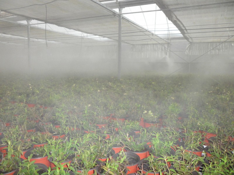 廠傢供應鐵皮石斛大棚自動噴霧系統工廠,批發,進口,代購