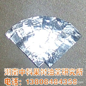 低價供應油茶芽苗嫁接專用牙膏皮/ 牙膏價格0.01元/片批發・進口・工廠・代買・代購