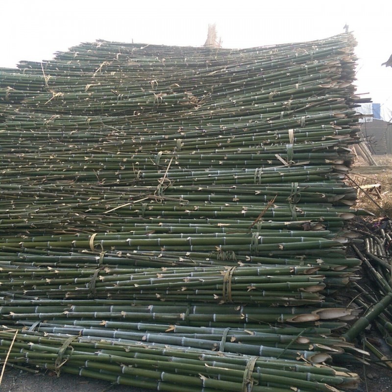大量供應大棚菜架竹 樹木支撐毛竹梢 竹桿 物美價廉批發・進口・工廠・代買・代購
