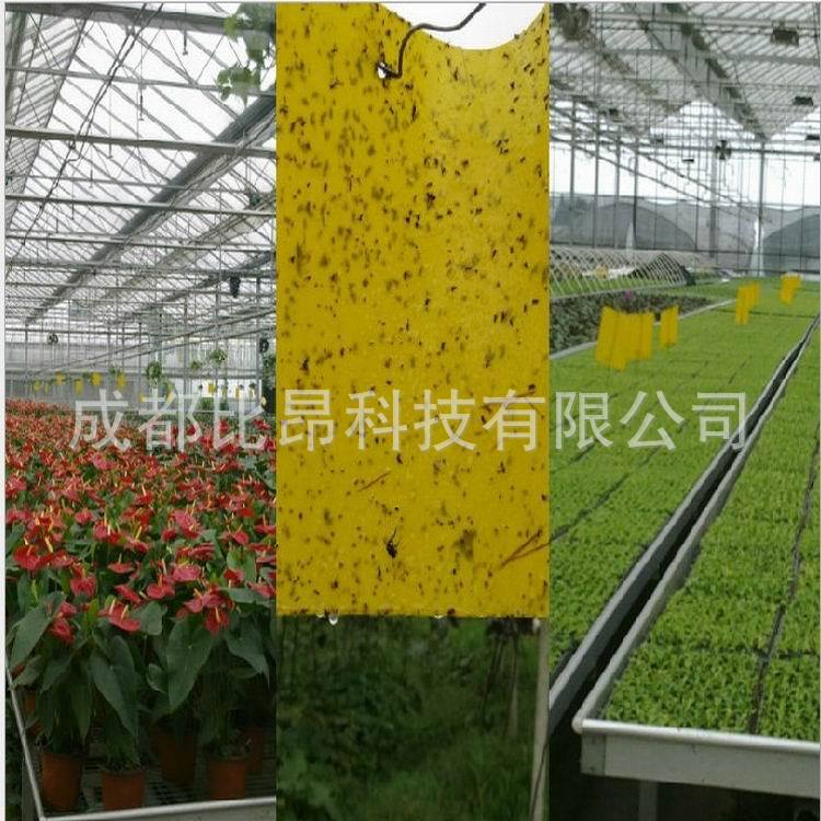 四川成都綠色有機 農業用具植保機械、黃色誘蟲板、黏蟲板25*15批發・進口・工廠・代買・代購