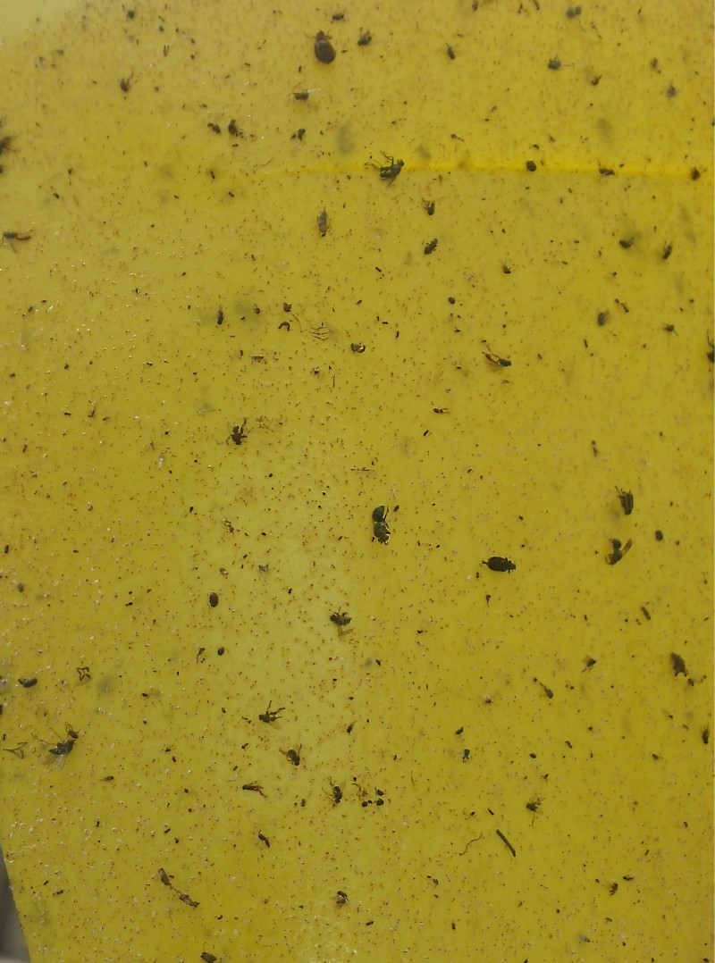 黏誘蟲黃板藍板20*25厘米規格，生產廠傢價格便宜，質量好批發・進口・工廠・代買・代購