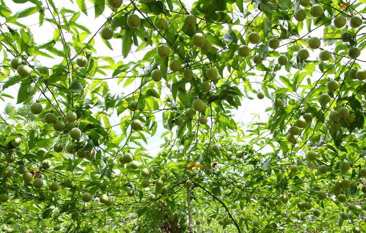 黃瓜爬藤網山藥植物攀爬網黃瓜吊繩園藝網葡萄防鳥網獼猴桃綁枝卡批發・進口・工廠・代買・代購