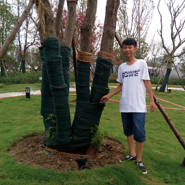 大樹保溫保濕佈 護樹寶無紡佈園藝綠植保暖 四季移栽必備批發・進口・工廠・代買・代購