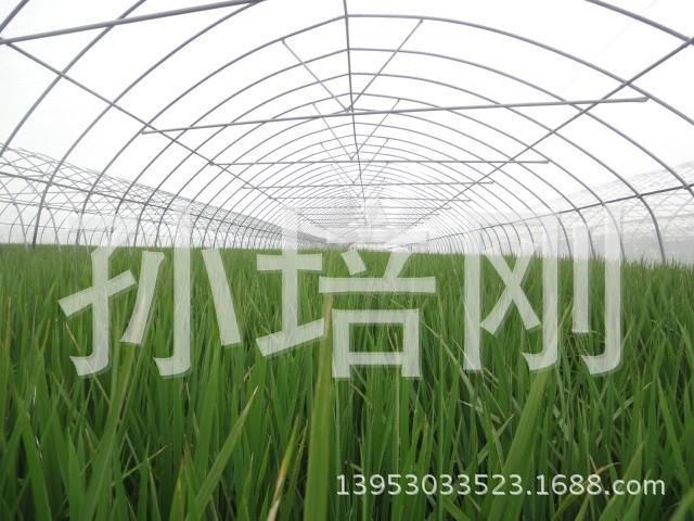 水稻防蟲專用網  有機水稻用網  免打農藥 增產 降低成本批發・進口・工廠・代買・代購