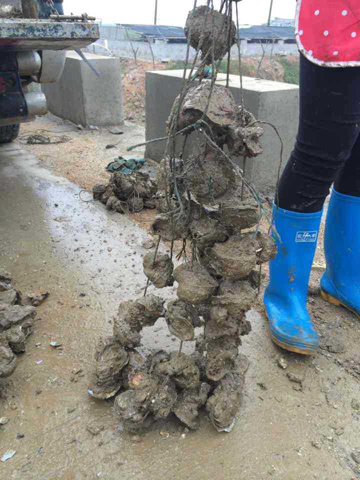 廠傢生產 水產養殖繩 養生蠔用的膠絲繩 聚乙烯編織繩批發・進口・工廠・代買・代購
