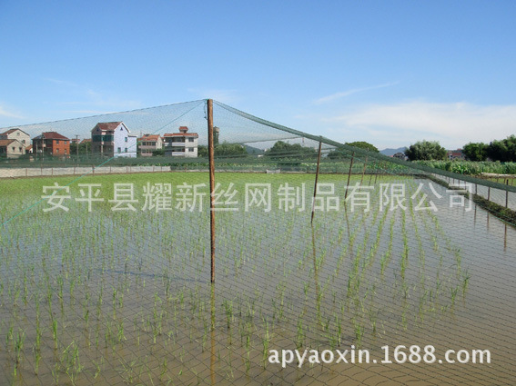 【鳥網防鳥網】鳥網防鳥網價格_鳥網防鳥網批發價格_工廠,批發,進口,代購