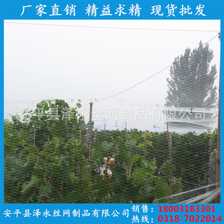 廠傢直銷谷子防鳥網 果園葡萄聚乙烯防鳥網批發鳥網 白色量大優惠批發・進口・工廠・代買・代購