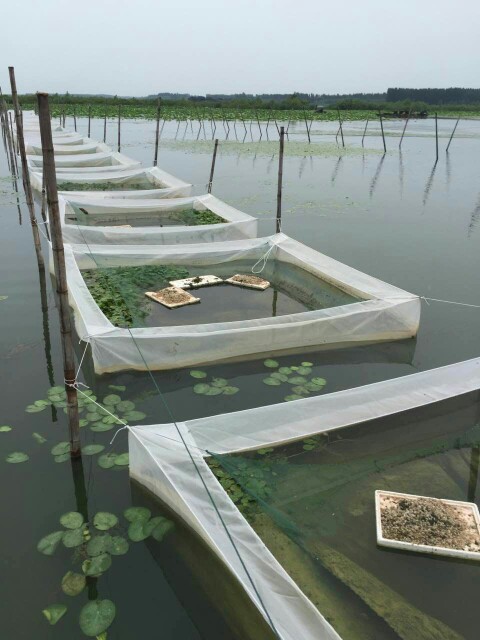 水蛭價格行情,水蛭養殖技術,螞蝗(螞蟥)養殖基地報道  水蛭網箱批發・進口・工廠・代買・代購