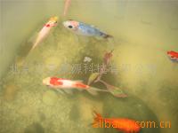 供應魚花養護寶有益菌養魚調劑水質防蟲病批發・進口・工廠・代買・代購